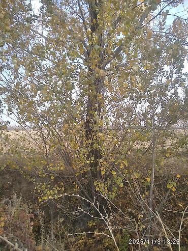 Тополь: Тополя для озеленения/живой изгороди - Порода: тополь (пирамидальный — 15