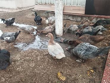 Животные: Oz heyetimiz ordekleri, cekisi 2-3 кг, 2 ay liq ordekler, 100 eded — 1
