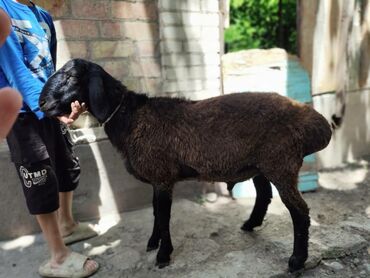 коза: Продаю | Ягненок, Баран (самец) | Гиссарская, Эдильбаевская | На забой