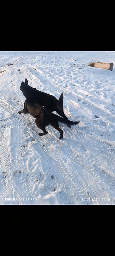 Продажа собак: Восточноевропейская овчарка, 10 месяцев, Самец, С родословной — 2