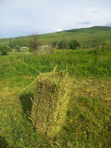 сөөл жан: Чоп сено эспарсет сатылат 90см бодрый 
220с поля зелёные