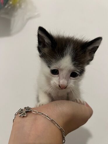 кот для вязки: 3 айлык, Эркек, Лотокко барууга үйрөтүлгөн