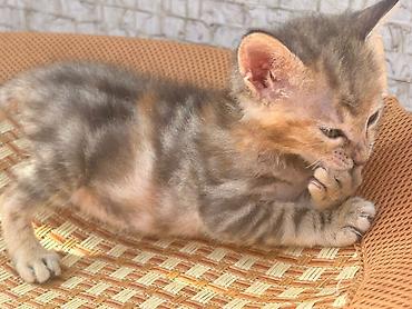 Животные: Пристраивается котёнок.Девочка,1.5 месяца — 4