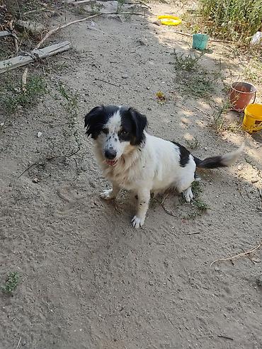 Zvonok, 1 il, Dişi lalafo.az -da Zvonok, 1 il, Dişi