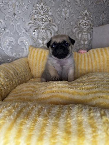 Мопс, 1 месяц, Самец, С прививкой at lalafo.kg Мопс, 1 месяц, Самец, С прививкой