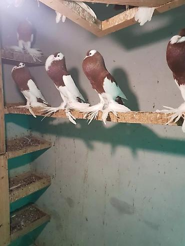 Pişiklər: Pişiklər — 25