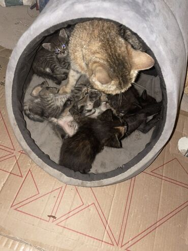 отдам даром шотландского вислоухого котенка: Отдам в хорошие руки!!!Котята 1 месяц