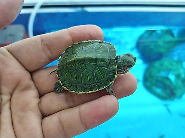 аквариумные черепахи мини: Красноухая черепаха (Trachemys scripta elegans), молодая — 2