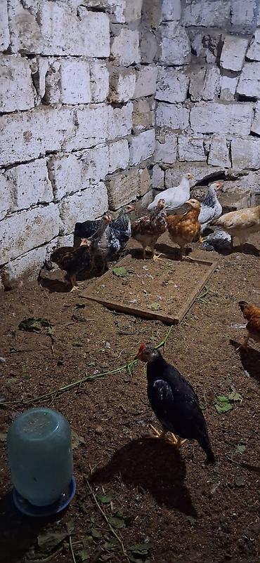 toyuq cüce: Məhsul: Yerli cins qarışıq cücələr TAM SAĞLAMDIR SAY 40 ƏDƏDDİ — 5