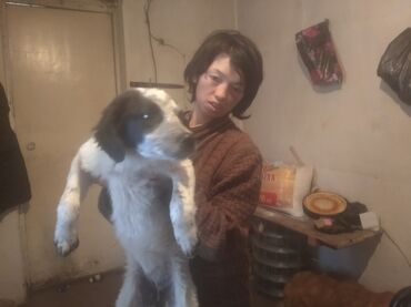 собаки долматинец: Продаю ахотнечию собаку ей около 4 месяцев цена 3500