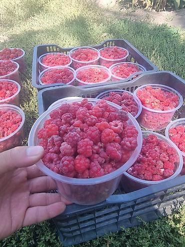 фрукти: Местная малина сладкий сочный для варенья на заморозки на зиму лучшее — 3