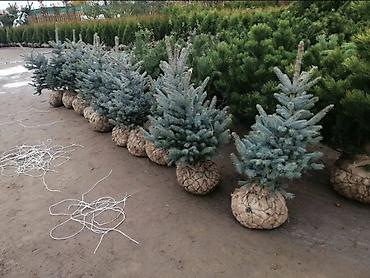 Туя: "Смарагд" туялары жана голубая ель (көк карагайлар) арзан баада — 3