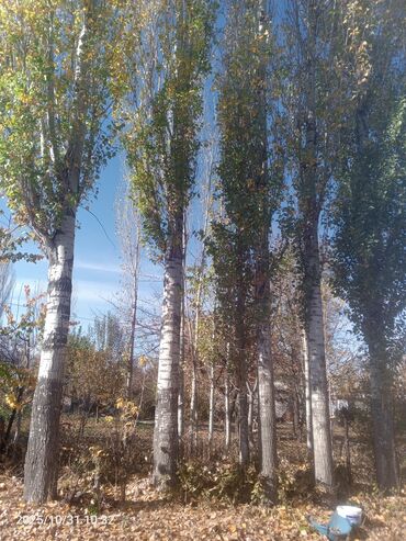 сухие дрова: Тополя пирамидальной формы для озеленения участка - Порода: тополь