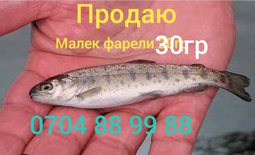 Животные: Срочно продаю малька форели 30 гр Балыкчы Иссыкуль