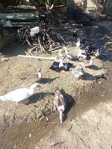 əbabil qusu yemi: Satış: salam yerli və sort lal ördək fərələr 2-3 kilo XORUZLAR 3.5-4 — 6