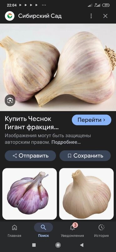 семена кукуруза маями: Чеснок куплю, пяти шести зубовый крупный для посадки, около полтара