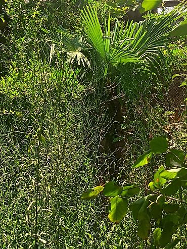 təbii dibcək gulləri: Məhsul: Trachycarpus fortunei (kürd xurması/çəhrayı azarkeş xurması — 1