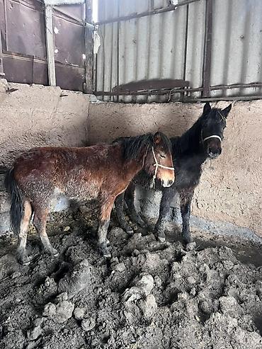 Лошади, кони: Продаю | Жеребенок | На забой — 12