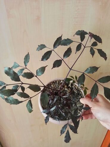 Другие комнатные растения: Леея Бургунди
растет большим деревом.
Самовывоз 11 микрорайон