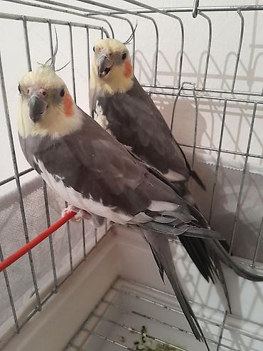 карелла: 2 eded saglam karellalar satilir 1 yaşlari olar ya olmaz. Biri danisir — 4