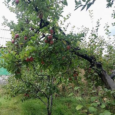 Продажа дач: Дачный участок с садовым домиком и плодовыми деревьями - Участок — 4