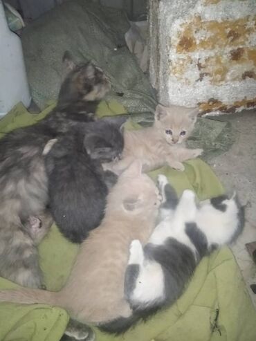британская золотая шиншилла: Кошка даром: Беспородная, 1 месяц, Мальчик, Метис