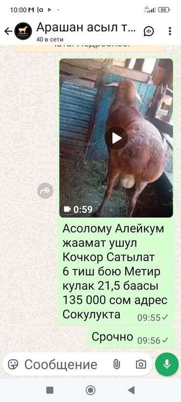 А/ч жаныбарларын сатам: Сатам | Кочкор (эркек) | Аргын | Көбөйтүү үчүн | Асыл тукумдуу