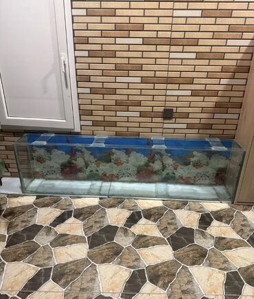 Akvariumlar: Dördbucaq akvarium, Boş, 350 l, Ünvandan götürmə