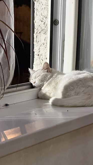 кошка белый: Кошка даром: Беспородная, Девочка, Приучена к лотку — 2