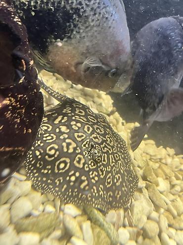 кора купить: Пресноводный скат для аквариума (Potamotrygon sp.) - Эффектный узор — 3
