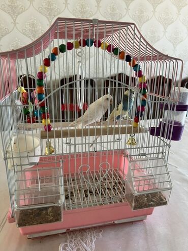 британская кошка купить: Продаю попугая вместе с клеткой игрушками и кормом!