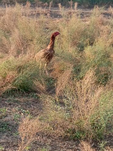 домики для кошек: Satılır: heyratı cınslı 1 xoruz 3 fərə satlır cıddı şəxslər 0772856606 at lalafo.az домики для кошек: Satılır: heyratı cınslı 1 xoruz 3 fərə satlır cıddı şəxslər 0772856606