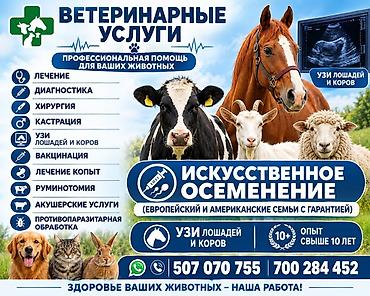 ветеринар собак: Ветеринар на выезд УЗИ КРС и Лошадей Искусственное осеменение — 1
