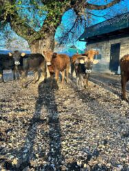 продам домик для кошки: Продаю | Тёлка | Ангус