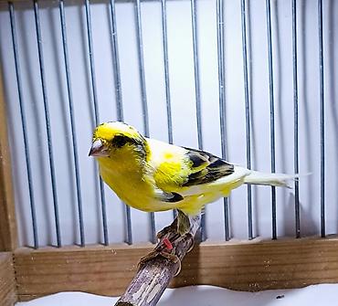 Quşlar: Kanareyka Bulbul sekil oz seklidir. cavan erkedir. oxuyur — 2