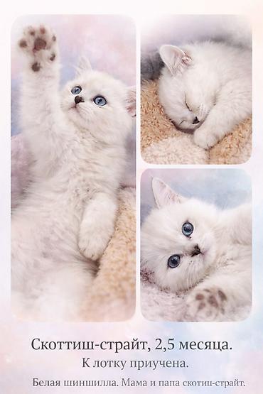 Мышыктар: Очаровательные котята скоттиш-страйт🐾 С Питомника! Возраст: 1-2-3 — 1
