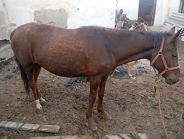 Лошади, кони: Продаю | Кобыла (самка) — 6