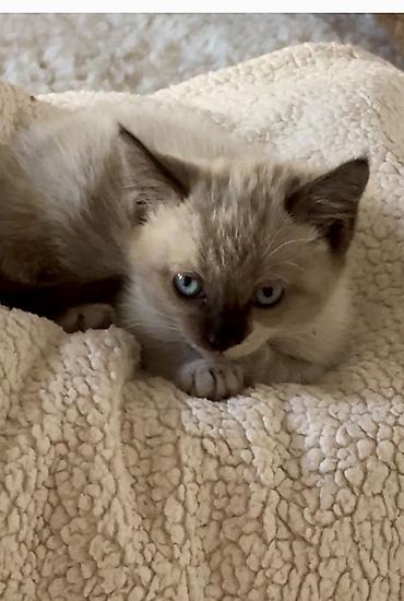 ищу кошку: Кошка даром: Сиамская, Девочка — 8