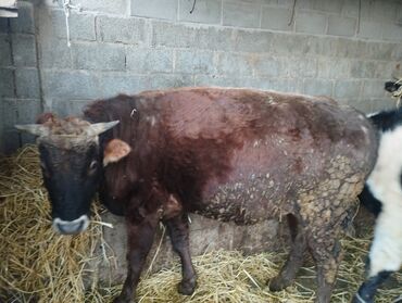 Коровы, быки: Продаю | Бык (самец) | Привязанные — 7