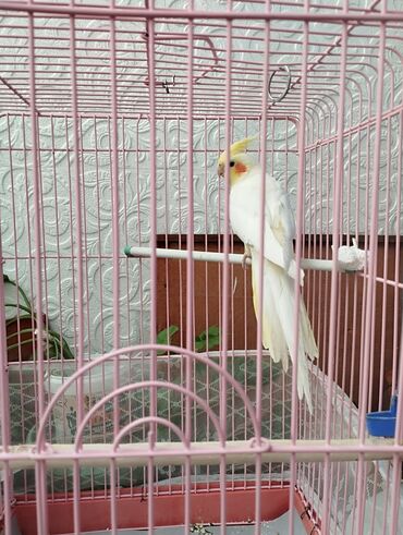 попугай ара: Попугаи корелла (самка)