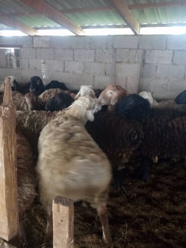 овцы матки: Продаю | Баран (самец) | На забой
