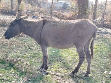 боз үй аренда: Ургачы эшек 2жашта