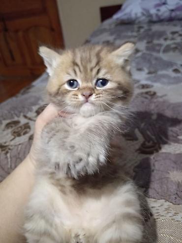 Pişiklər: Britan — 14