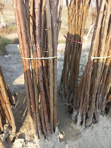 Роза: Продаю Розы ОПТОМ!!! На продажу есть розы в большом количестве разных — 10