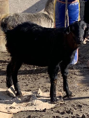 Козы, козлы: Продаю | Козёл (самец) | Для разведения at lalafo.kg — 12 Козы, козлы: Продаю | Козёл (самец) | Для разведения — 12