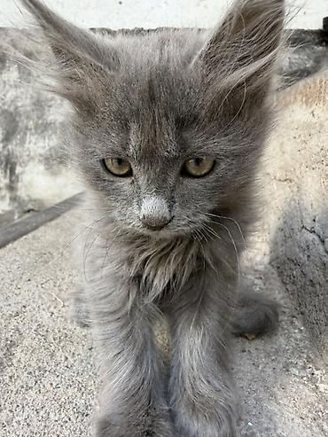 кошка крысолов: Беспородная, 2 месяца, Мальчик, Серый, Проглистована — 4