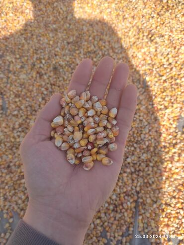 na rost 110: Семена и саженцы Кукурузы, Платная доставка