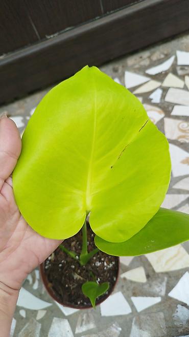 Филодендроны: Монстера Monstera 'Aurea Neon' / 'Lemon Lime'). Монстера Бульвазавр и — 12