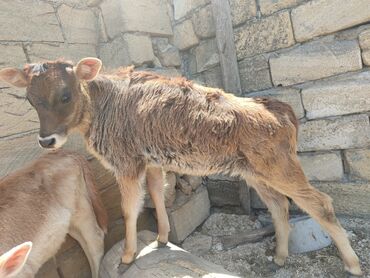 kecilər: Dana, buzov, Dişi, Simental, ay: 1, Damazlıq, Ünvandan götürmə