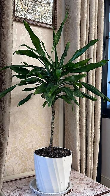 Замиокулькас (Долларовое дерево): Замиокулькас, также известный как долларовое дерево, представлен в — 10